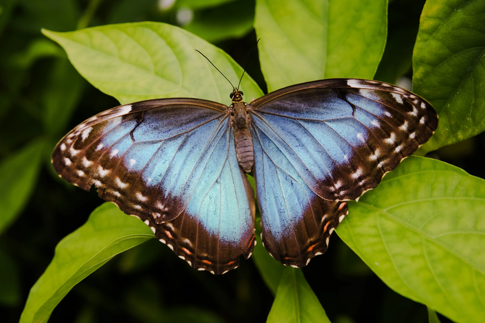 A blue butterfly resting on a green leaf in Mindo